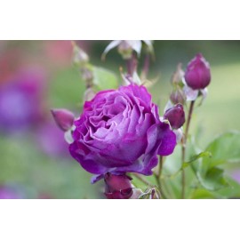 PnE seeds Wild Blue Yonder rose seeds 10count ~~comes with germination instructions