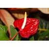 Hawaiian Red Anthurium Plant 6-10 Inches in a 2" Pot