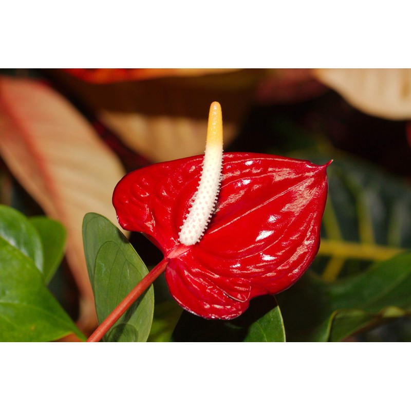 Hawaiian Red Anthurium Plant 6-10 Inches in a 2" Pot