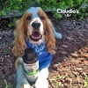 Claudio's Shampoo Perros - Limpieza Profunda. 500 ml