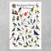 Where's Wildlife Backyard Birds of Indiana Bird Identification Poster (8"