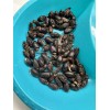 Spindal Palm 25 Spindle Palm Tree Seeds Hyophorbe verschaffeltii