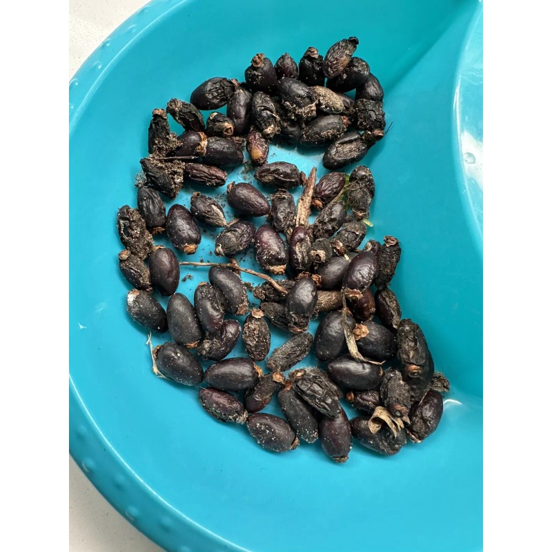 Spindal Palm 25 Spindle Palm Tree Seeds Hyophorbe verschaffeltii