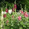 Eden Brothers Hollyhock Seeds - Indian Spring Mix