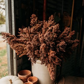 Sumac Sweet Cane Sorghum - 100 Seeds - Rare Heirloom & Open-Pollinated Variety, Great for Making Syrup & Molasses, Non-GMO Seeds for Planting Outdoors in The Home Garden, Thresh Seed Company