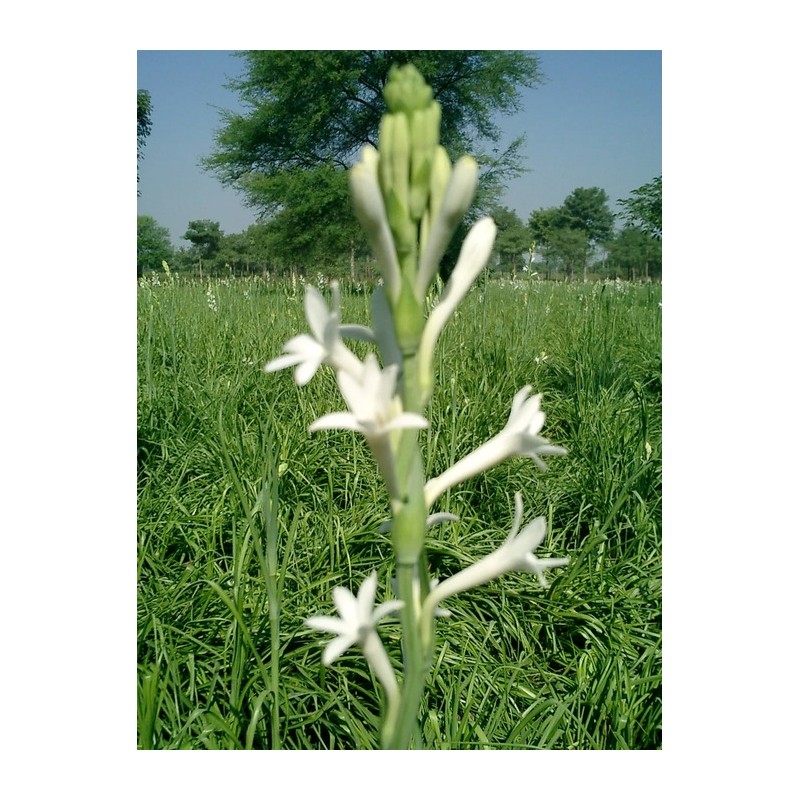 Spring Aesthetic EDP 50ml / 스프링 에스테틱 EDP 50ml