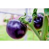 Purple Blue Indigo Rose Tomato 20+ Seeds for Planting Exotic