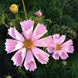 Seashell Cosmos Seeds - Long Blooming Period in All Zones - 1000 Seeds