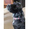 Active Casual Dog Collar in Cotton & Mesh Design, Lightweight