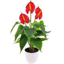 Folmywy Artificial Flower Plants 15 Inch Fake Potted Plant Anthurium with Pot Red Faux Bonsai Tropical Flowers for Home Living Room Bedroom Office Indoor Outdoor Occasions Decor