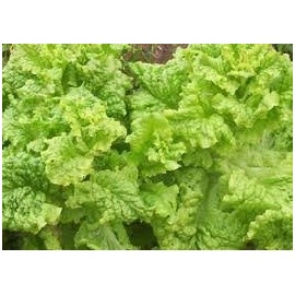 Lettuce Black Seeded Simpson Bulk 30,000 Seeds Great Heirloom Vegetable by Seed Kingdom