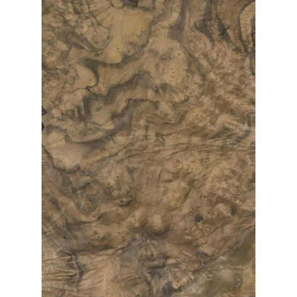 Walnut Burl Wood Veneer 8" x 17" raw no Backing