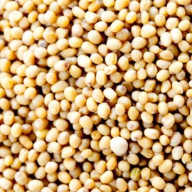 Kobe Spice, Yellow Mustard Seeds, Made in India, 3.5 oz (100 g)