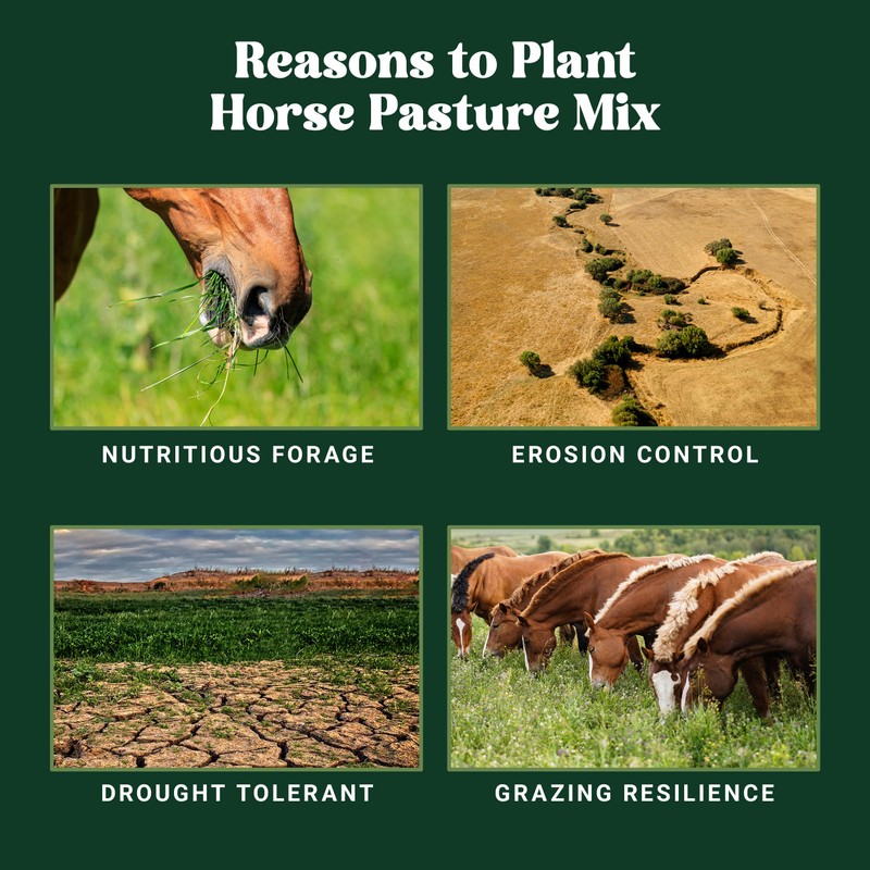 Nature's Seed Northern Horse Forage Mix, Equine Pasture Grass Seed