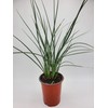 Red Yucca (Bundle of 4)- Hesperaloe parviflora - Quart Containers