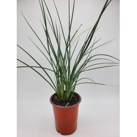 Red Yucca (Bundle of 4)- Hesperaloe parviflora - Quart Containers - by Crape Myrtle Guy - Live Plants - 6-12" Tall (4)