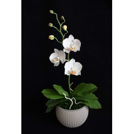 Handmade Orchid Pot (Phalaenopsis) | White Orchids with Yellow Pistils (center) | Air Dry Clay | Size ~ 15 x 30 x 49 cm | 8.2 oz