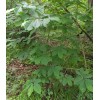 Tree Paw Paw Live Tree 18-24" in a Trade Gallon Pot