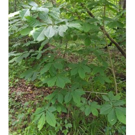 Tree Paw Paw Live Tree 18-24" in a Trade Gallon Pot