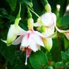 100 Pcs Fuchsia Flower Seeds Perennial Home Plant Bonsai