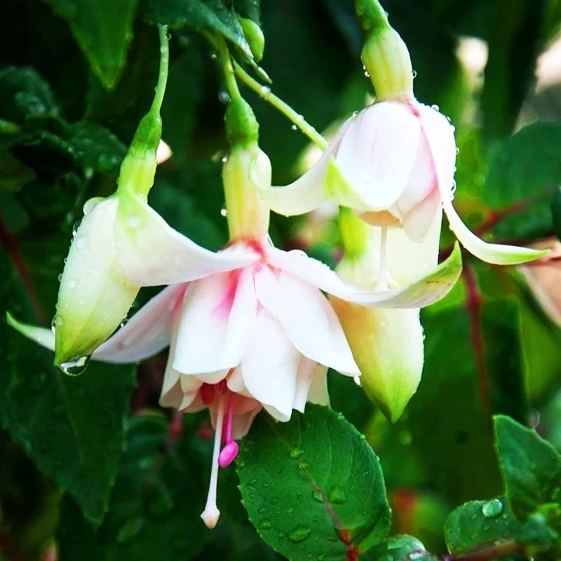100 Pcs Fuchsia Flower Seeds Perennial Home Plant Bonsai