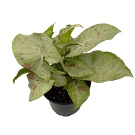 Milk Confetti Arrowhead Plant - Syngonium/Nepthytis - 4" Pot