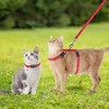 PAWCHIE Cat Harness with Leash and Collar Set - Escape