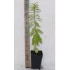 Manasota Permaculture 14'' Tall Live Kei Apple Seedling (Dovyalis Caffra)