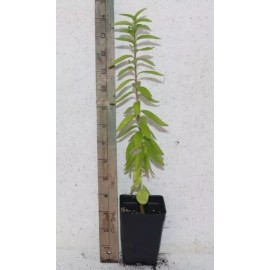 Manasota Permaculture 14'' Tall Live Kei Apple Seedling (Dovyalis Caffra) Organic Rare