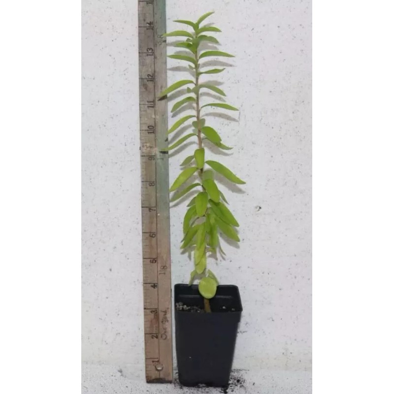 Manasota Permaculture 14'' Tall Live Kei Apple Seedling (Dovyalis Caffra)