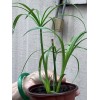 Fan Plant 4+ Bamboo Plants w/Roots Umbrella Palm (Cuperus) thuy