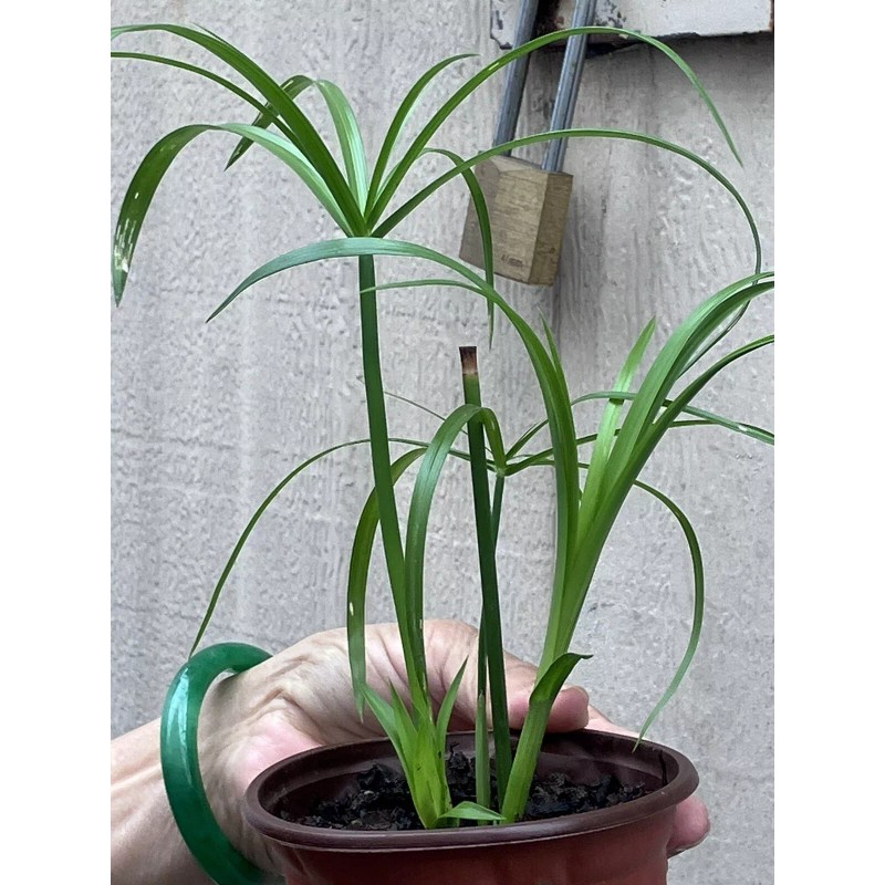Fan Plant 4+ Bamboo Plants w/Roots Umbrella Palm (Cuperus) thuy