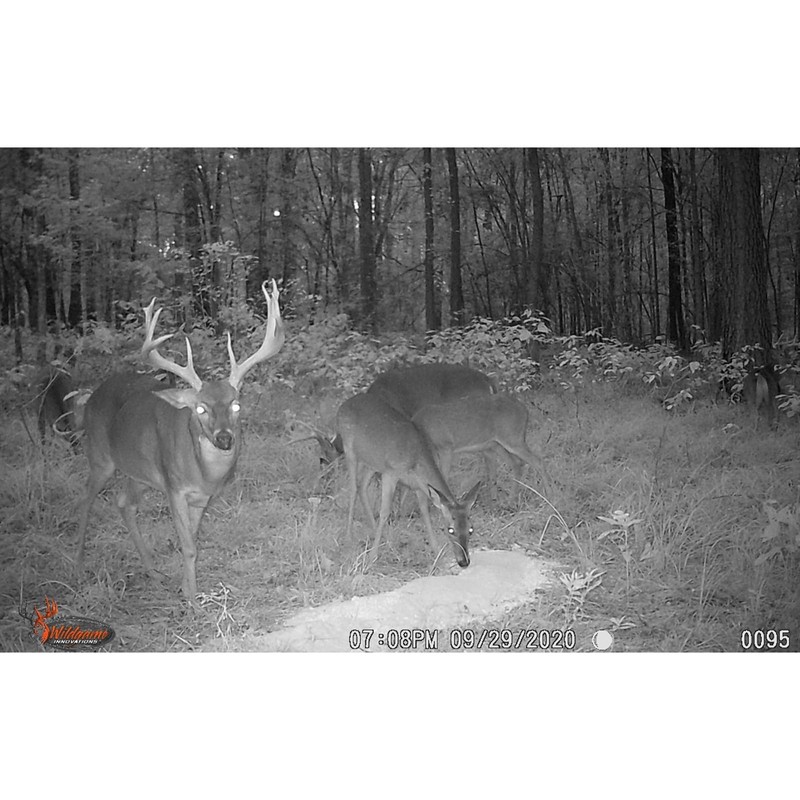 Wildgame Innovations Wildgame Pile DrivR Attractant 5 lb.