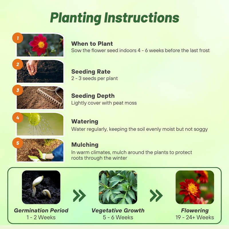 Outsidepride Mignon Red Dahlia Seeds for Planting - 1000 Pcs