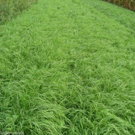 Seed Ranch Tiffany Teff Grass Seed - 1/4 Lb.