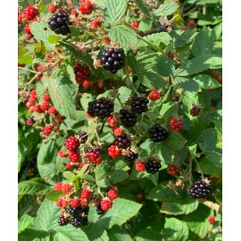 Unbranded 5-Southern Wild Blackberry Bush Live,Starter Plants Bare Root Edible Fruit