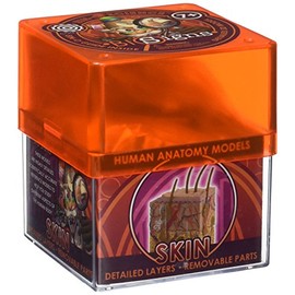 TEDCO Bio Signs Human Anatomy - Skin