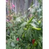 Cascabel Rattle Chili Pepper Chile plant organic last 3 pics