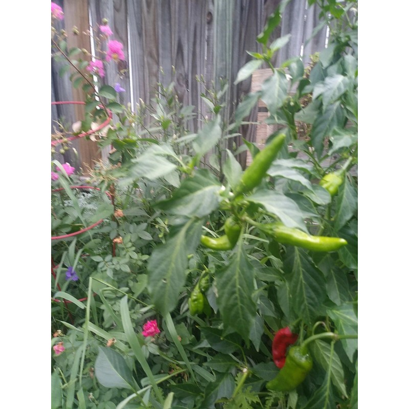 Cascabel Rattle Chili Pepper Chile plant organic last 3 pics