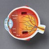Learning Resources Cross-Section Human Eye Model, Biology, Scientific Vocabulary, Classroom