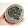Carved Stone Dinosaur Fossil - Great for Teaching Science and