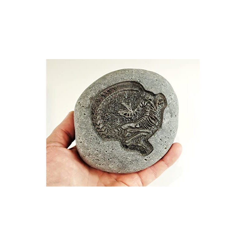 Carved Stone Dinosaur Fossil - Great for Teaching Science and