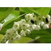 Buy Rare Seeds Elaeocarpus floribundus | Indian Olive | Jalpai
