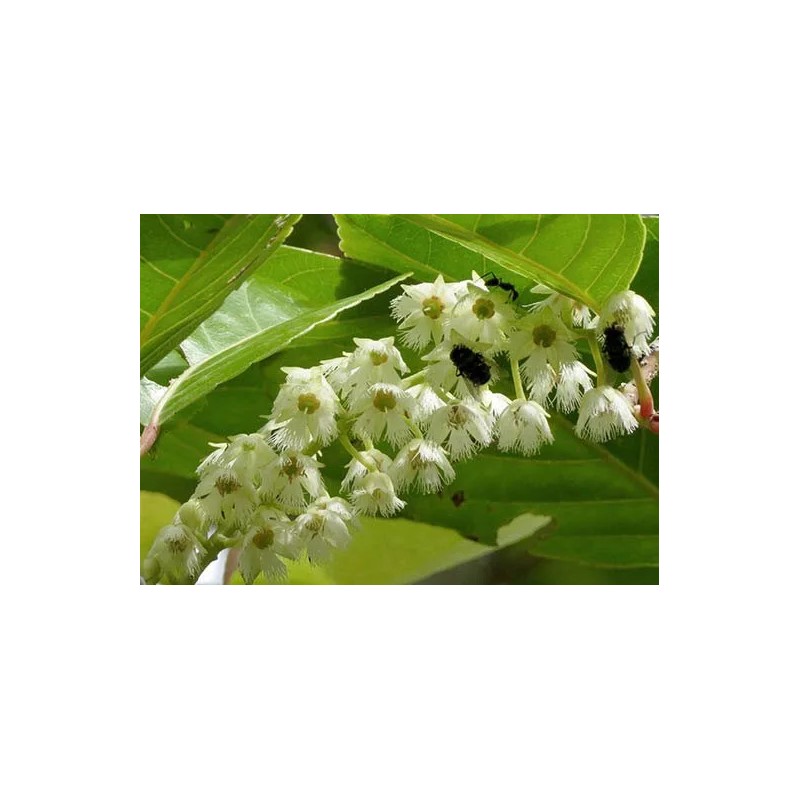 Buy Rare Seeds Elaeocarpus floribundus | Indian Olive | Jalpai