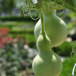 Mai's Family Birdhouse Gourd Seeds- Bầu Hồ Lô- HEIRLOOM NON-GMO - 10+