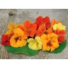 Tall Trailing Mix Nasturtium - 100 Seeds - Made in