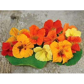 Tall Trailing Mix Nasturtium - 100 Seeds - Made in USA, Ships from Iowa.