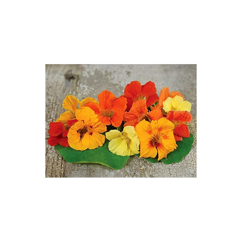 Tall Trailing Mix Nasturtium - 100 Seeds - Made in