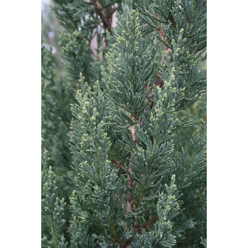 Blue Point Juniper | 3 Large 3 Gallon Trees |