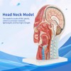 Anatomical Medical Life-Size Half Head Model Scientific Education Human Head